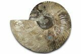 Cut & Polished Ammonite Fossil (Half) - Madagascar #347832-1